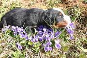  bovaro del bernese