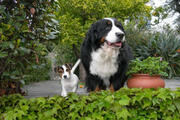  bovaro del bernese