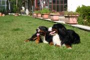  bovaro del bernese