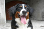  bovaro del bernese