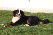  bovaro del bernese