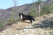  bovaro del bernese