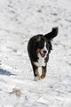 bovaro lana bovaro del bernese