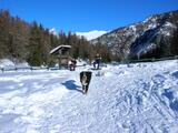 il bovaro Claus e la neve bovaro del bernese