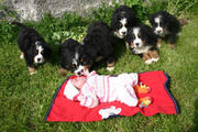  bovaro del bernese