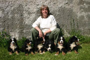  bovaro del bernese