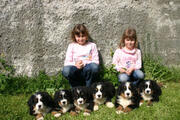  bovaro del bernese
