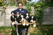  bovaro del bernese