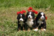 FOTO bovaro del bernese