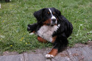  bovaro del bernese