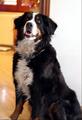 Evianne bovaro del bernese