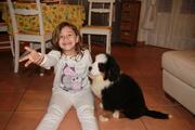 bovaro del bernese Qu� la zampa Molly