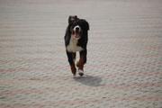 Bernese Napoleone al galoppo