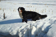  bovaro del bernese