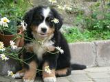 bernese di Viola st. Gree