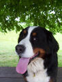  bovaro del bernese