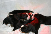  bovaro del bernese