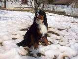  bovaro del bernese