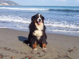  bovaro del bernese