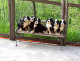 bovaro del bernese