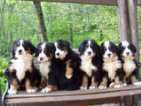  bovaro del bernese