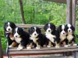  bovaro del bernese
