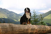  bovaro del bernese