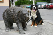  bovaro del bernese