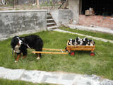  bovaro del bernese