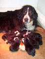  bovaro del bernese