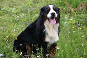  bovaro del bernese