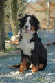  bovaro del bernese