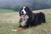  bovaro del bernese