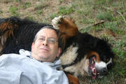  bovaro del bernese