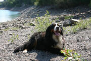  bovaro del bernese