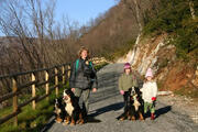  bovaro del bernese
