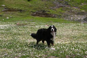  bovaro del bernese