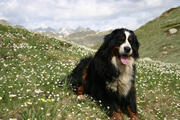  bovaro del bernese