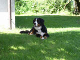  bovaro del bernese